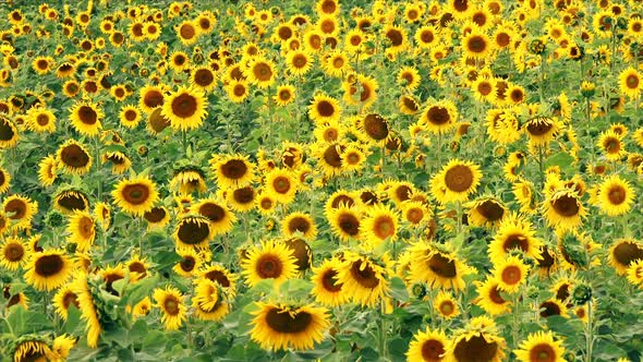 Field Of Yellow Sunflowers