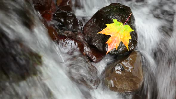 Autumn Scene