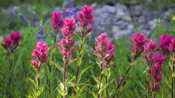 Magenta Paintbrush