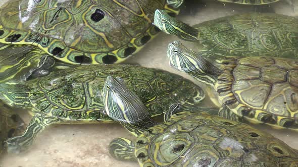 Turtles In Pool 2
