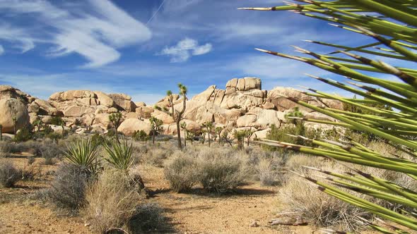 Joshua Tree National Park 2