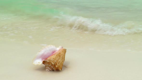 Conch Shell On Cancun Beach