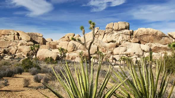 Joshua Tree National Park 3