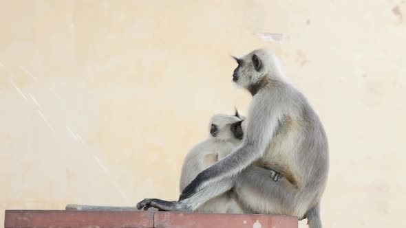 Gray Langur Monkey Holding Infant