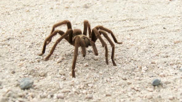 Desert Tarantula 2