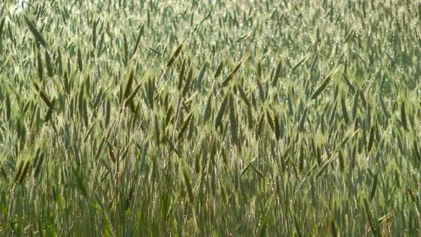 Green Wheat