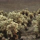 Cholla Cactus 3 - VideoHive Item for Sale
