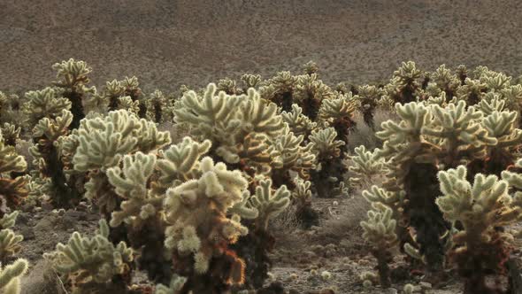 Cholla Cactus 3