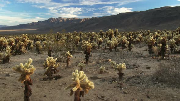 Desert Full Of Cholla Cactus 2