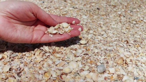 A Man's Hand Takes Seashells On The Beach.