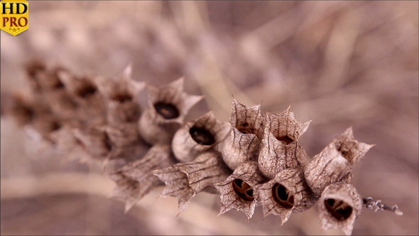 The Henbane Plant 