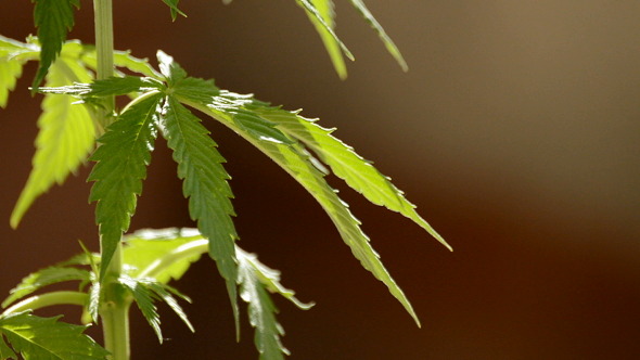 Maryjane Cannabis Leaves
