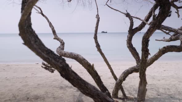 A Zoom Out Shot of a Couple Lean on a Bare Tree at a Beach Spending Quality Time with Each Other