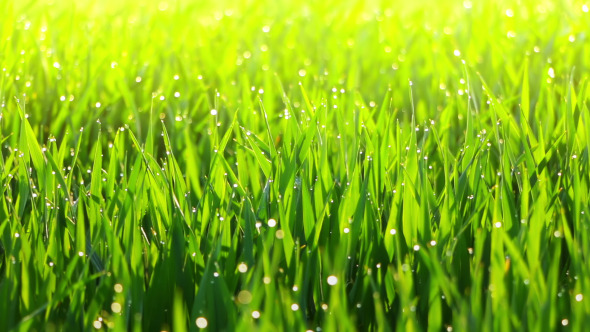 Morning Dew on the Grass and the Breeze