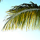 Palm Tree Branch - VideoHive Item for Sale