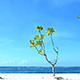 Green Trees in Beach - VideoHive Item for Sale