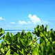 Plants on Beach - VideoHive Item for Sale