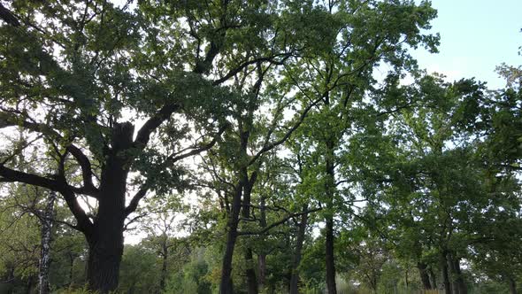 Aerial View of Green Forest in Summer. Ukraine. Slow Motion