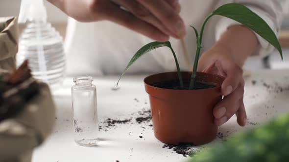 A Florist Girl Marks A Houseplant With A Marker With A Flag With The Name Of The Plant, The Hostess