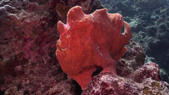 Orange giant frogfish. Wide shot of a giant orange frogfish sitting on coral reef.