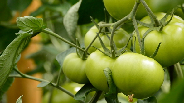 Tomato Fruit in Greenhouse