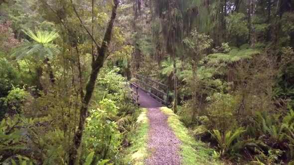 Bush in New Zealand