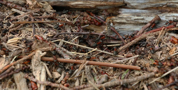 Ant Colony In The Forest II