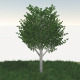 Birch Tree - 3DOcean Item for Sale