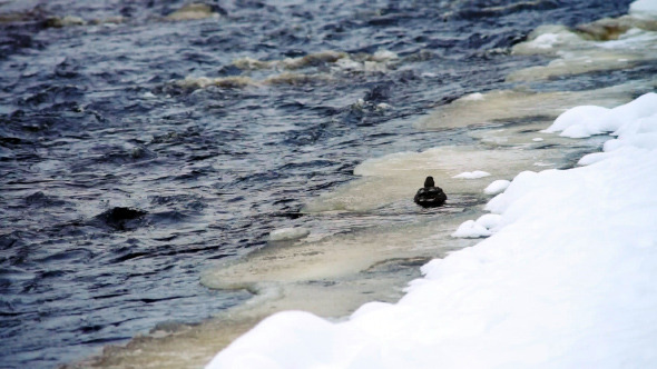 Lonely Duck at Snowy River Bank in Winter Day