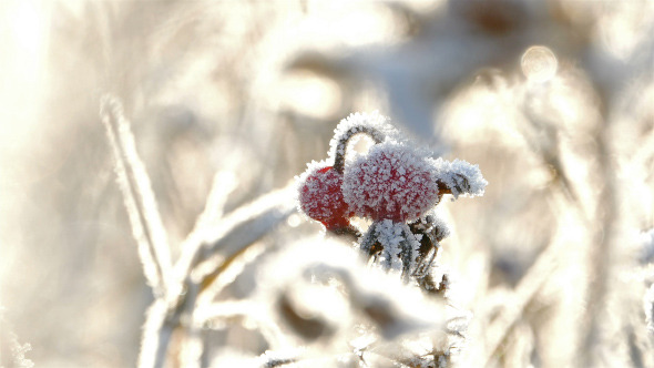 Briar Berries With Hoarfrost in Frosty Day 