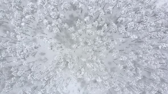 Flight Above Winter Forest, Aerial Top View