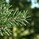 Pine Tree Branch in Green Forest - VideoHive Item for Sale