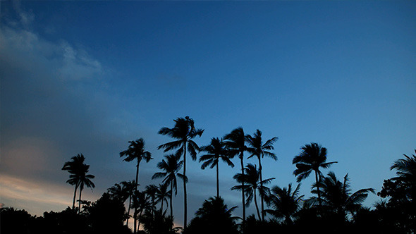 Palms Silhouettes in Sunset Sky