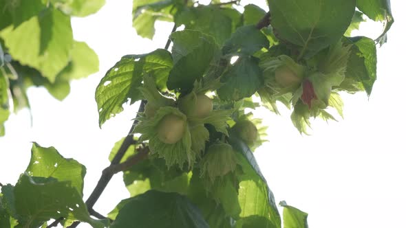 Hazelnut Trees and Nuts