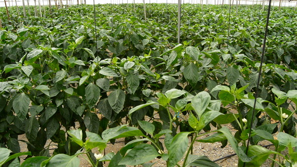 Greenhouse Interior alt