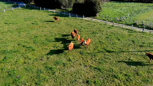 organic cattle at dawn in a grass meadow with a dirt road protected with a fence. Overhead drone sho