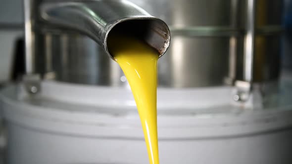Fresh olive oil pouring in recipient, extracted olive oil in little industry in Puglia