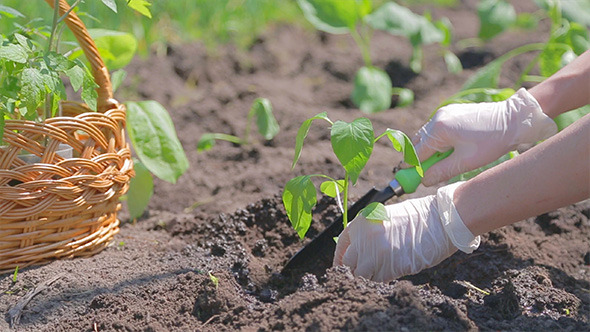 Plant Peppers