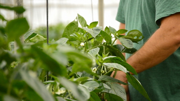 Farmer Revising Plants in Greenhouse