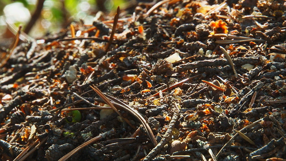 Ants Running Around the Anthill 4