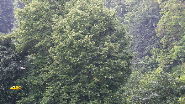 Rain in Green Forest