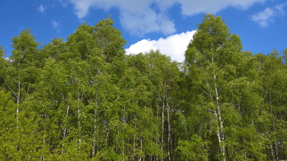 Tree & Wind 