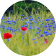 Cornflowers  Poppies  Barley - VideoHive Item for Sale
