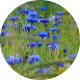 Cornflowers Poppies Barley 02 - VideoHive Item for Sale
