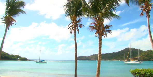 Coconut Trees on Beach 2