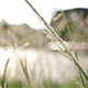 Grass In A Sunny and Breezy day - VideoHive Item for Sale