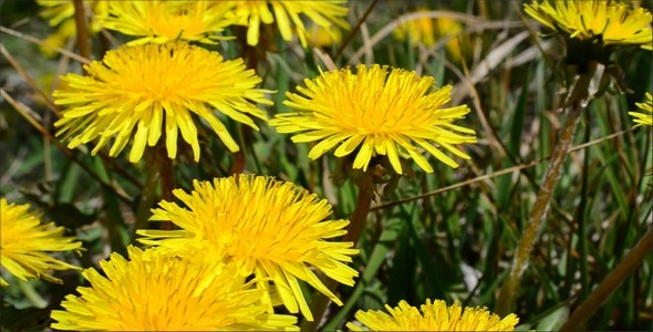 Dandelions 3