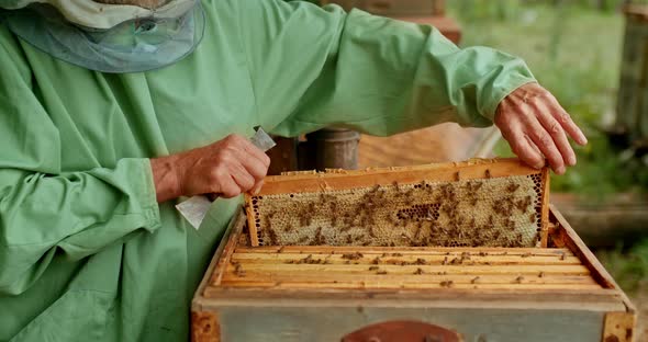 Beekeeper Takes a Frame Out of the Hive and Looks at It. Bees Are Sitting on a Frame with Honeycombs