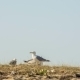 Seagulls Walking On The Ground - VideoHive Item for Sale