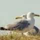 Two Seagulls In A Wild - VideoHive Item for Sale